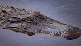 Nahaufnahme eines Mississippi-Alligators ((Alligator mississippiensis) im Wasser