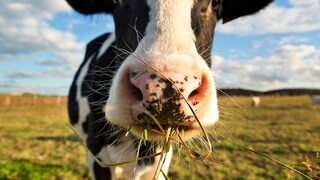 Kuh mit schwarz-weißen Flecken steht auf Wiese und kaut Gras