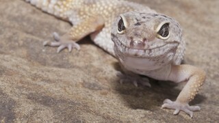 Leopardgecko auf Sand