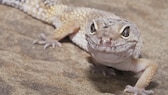 Leopardgecko auf Sand