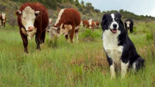 Vor allem Rinder und Schafe können die Maul- und Klauenseuche bekommen. Können sich auch Hunde anstecken?
