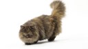 Minuet Katze (Freisteller)