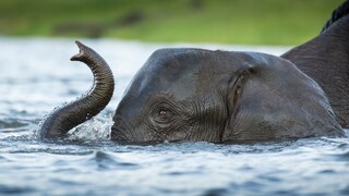 Afrikanischer Elefant im Wasser
