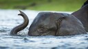 Afrikanischer Elefant im Wasser