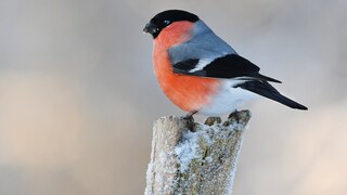 Gimpel im Winter