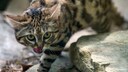 Eine Schwarzfußkatze leckt sich über die Lippen