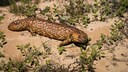 Tannenzapfenechse (Tiliqua rugosa) im Outback Australiens