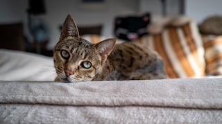 Savannah Katze liegt auf dem Sofa und schaut über die Lehne