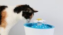 Katze am Trinkbrunnen