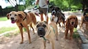 Dogwalker mit mehreren Hunden