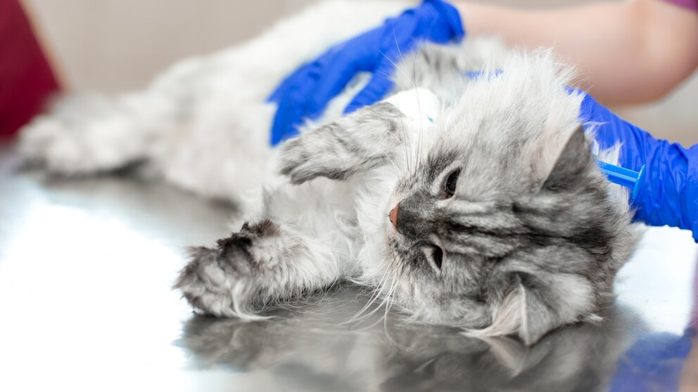 Unterschied Kastration Sterilisation
