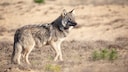 Unterschied Schakal Kojote Wolf