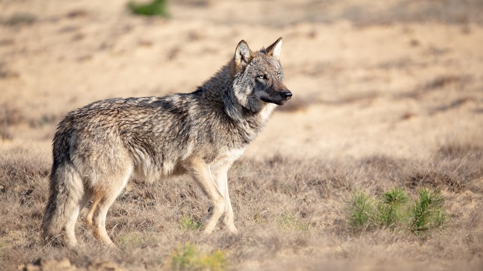 Unterschied Schakal Kojote Wolf