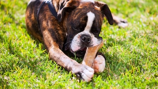 Boxer liegt auf Wiese und kaut an Kauknochen