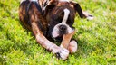 Boxer liegt auf Wiese und kaut an Kauknochen