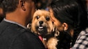 Kann dauerhafter Stress bei Hunden Krankheiten wie Krebs begünstigen? Diese Frage beschäftigt unter anderem die Wissenschaft.