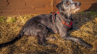 Der Lurcher gehört zu den seltenen Hybridkreuzungen, die speziell für die Jagd gezüchtet wurden. Seine Ursprünge reichen bis ins Mittelalter zurück, als es dem einfachen Volk in Großbritannien und Irland verboten war, reinrassige Windhunde zu halten.