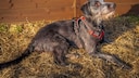 Der Lurcher gehört zu den seltenen Hybridkreuzungen, die speziell für die Jagd gezüchtet wurden. Seine Ursprünge reichen bis ins Mittelalter zurück, als es dem einfachen Volk in Großbritannien und Irland verboten war, reinrassige Windhunde zu halten.