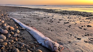 In Mexiko wurden Strandbesucher Zeugen eines ungewöhnlichen Lebendfundes. Sie fanden einen noch lebenden Weltuntergangsfisch (Symbolbild)