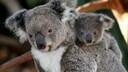Eine Koalamutter und ihr Baby in einem Baum