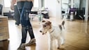 Frau läuft hinter einer Glasscheibe mit Hund durch ein Büro