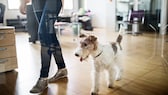 Frau läuft hinter einer Glasscheibe mit Hund durch ein Büro