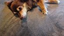 Ein brauner Chiweenie (eine Mischung aus Chihuahua und Dackel) liegt auf einer grauen Decke.
