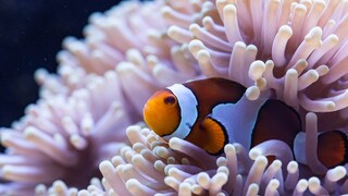 Clownfisch in einer Anemone