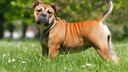 Ein junger Continental Bulldog steht auf einer Wiese und schaut in die Kamera.