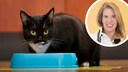 Collage aus Katze vor Futternapf und Porträt von Tierärztin Dr. Ciara Clarke (Kreis)