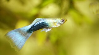 Ein Guppy verkrümmt sich beim Schwimmen