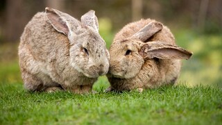 Zwei Flämische Riesen kuscheln im Gras