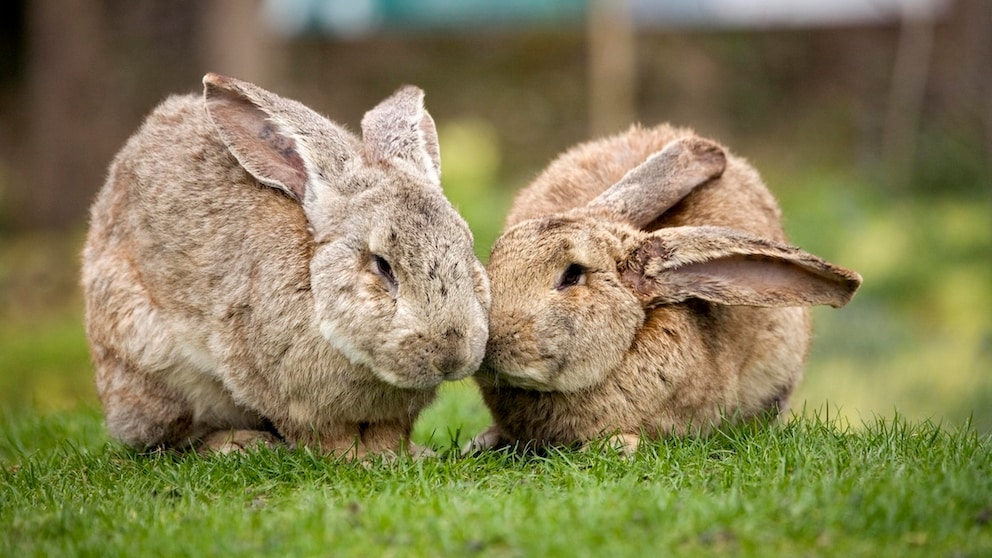 Zwei Flämische Riesen kuscheln im Gras