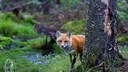 Ein Fuchs schaut hinter einem Baum hervor