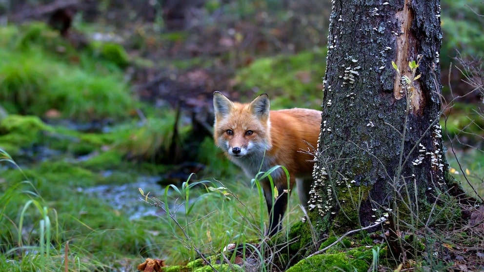 Ein Fuchs schaut hinter einem Baum hervor