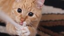 Eine Katze spielt mit weit aufgerissenen Pupillen