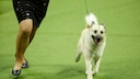 Außerhalb seiner Heimat Norwegen ist der Buhund noch immer ein echter Exot.