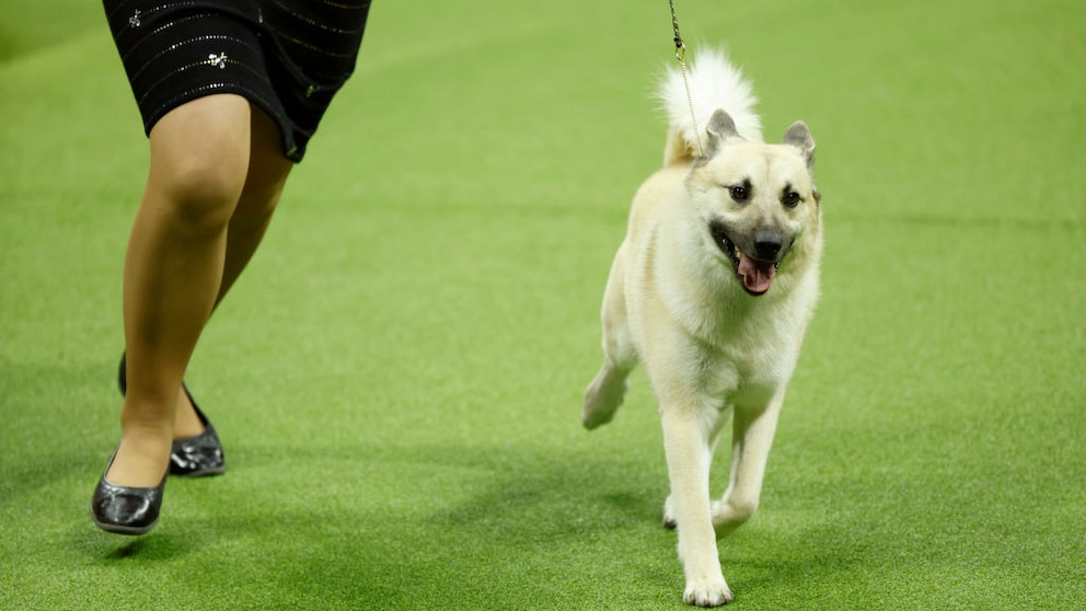 Außerhalb seiner Heimat Norwegen ist der Buhund noch immer ein echter Exot.