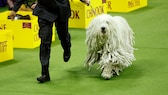 Der Puli ist eine aus Ungarn stammende Hunderasse, die traditionell als Hirten- und Treibhund eingesetzt wurde. Besonders charakteristisch ist sein dichtes, zottiges Fell, das ihn unverwechselbar macht.