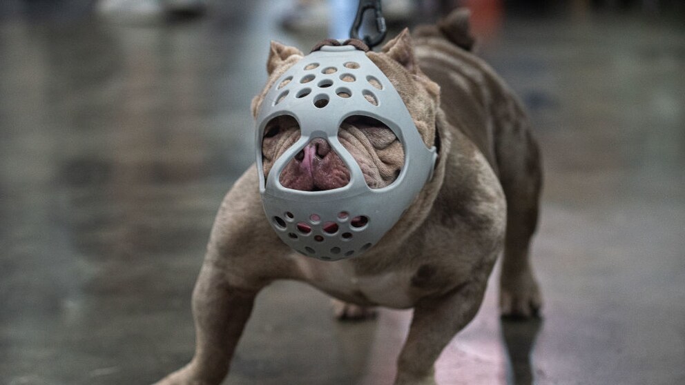 In den USA wurde ein Mann wegen Hundekämpfen zu knapp 500 Jahren Knast verurteilt (Symbolbild)