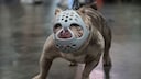 In den USA wurde ein Mann wegen Hundekämpfen zu knapp 500 Jahren Knast verurteilt (Symbolbild)