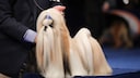 Der Shih Tzu ist ein kleiner, aber robuster Begleithund mit einem langen, seidigen Fell.