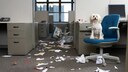 Hund sitzt auf Bürostuhl in einem vermüllten Büro