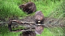 In Tschechien griffen Biber den dortigen Behörden unter die Arme
