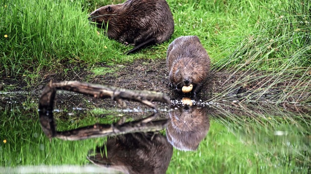 In Tschechien griffen Biber den dortigen Behörden unter die Arme