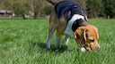 Die Nase eines Hundes ist extrem leistungsfähig – viel empfindlicher als die eines Menschen. Doch wie weit können Hunde ihre Halter riechen?
