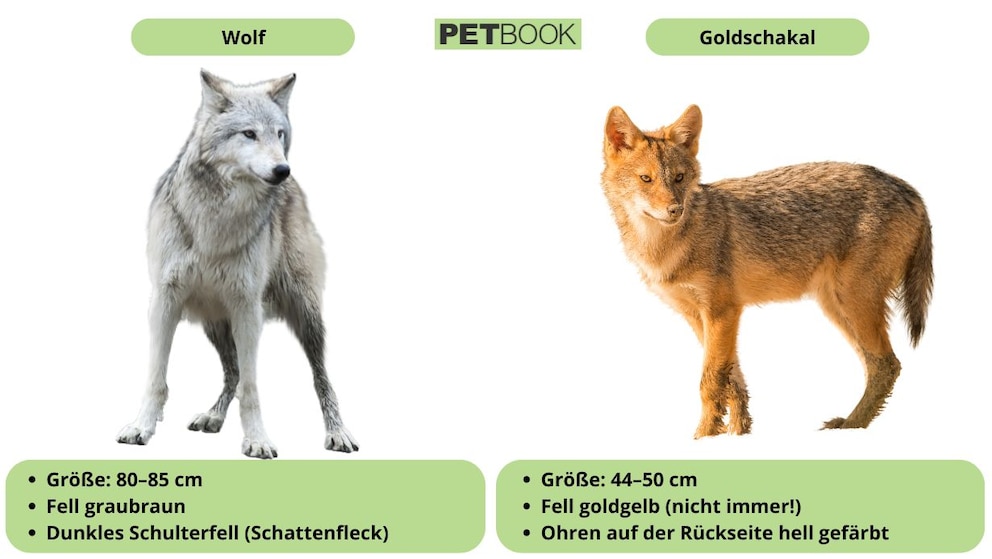 Unterschiede zwischen Wolf und Goldschakal im Überblick