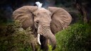 Ein Elefant mit einem Vogel auf dem Kopf
