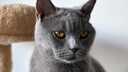 Nahaufnahme einer grauen Britisch Kurzhaar Katze