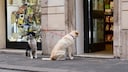 Zwei Hunde sitzen angebunden vor einem Geschäft